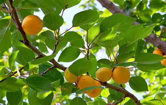 立夏吃個杏，到老沒有病